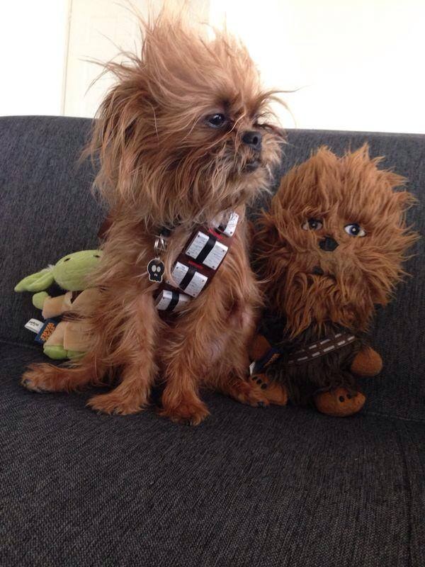This extremely accurate Chewbacca.